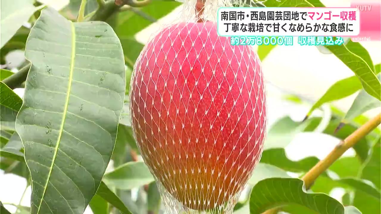 去年より2000個増の2.8万個！南国市・西島園芸団地で“濃厚な甘み