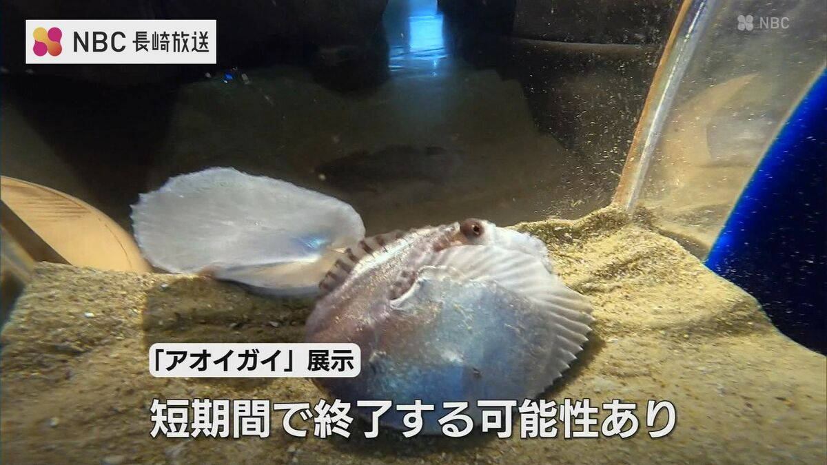貝」なのに「タコ」？ 生きた姿は超貴重 謎多きアオイガイが佐世保市