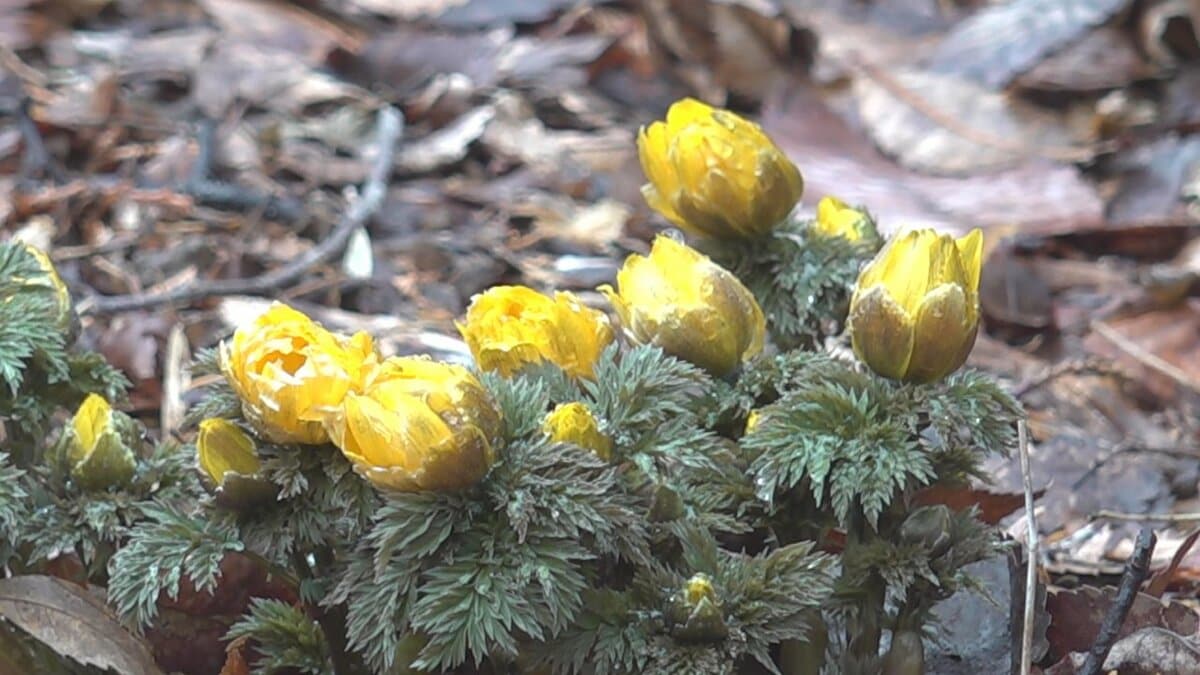 “春を告げる花”　例年より早く咲き始めたフクジュソウ　今が見ごろに　山梨・西桂町