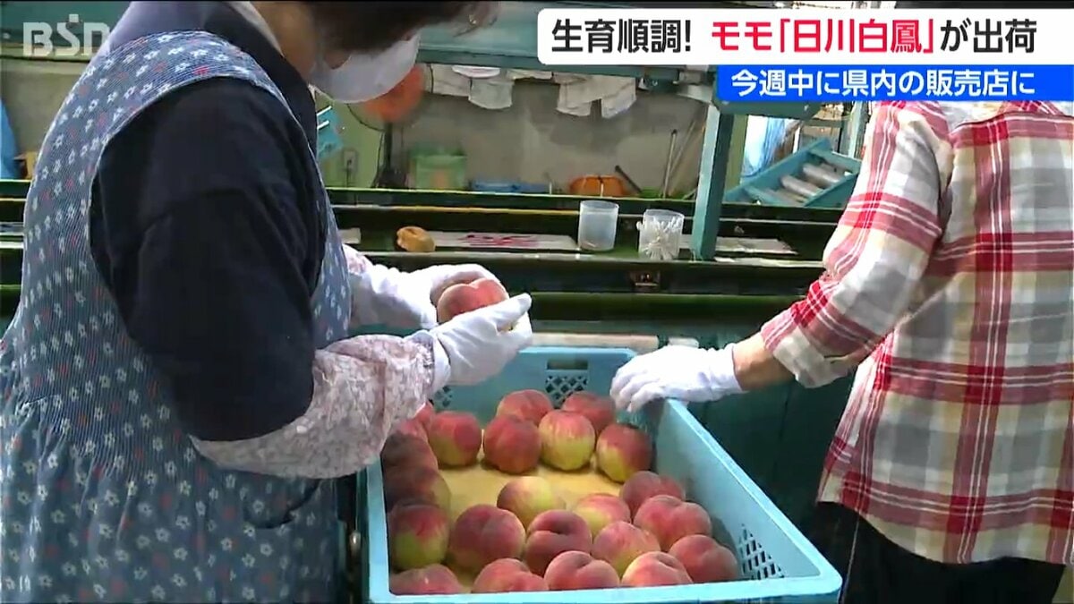 サムネイル_県内最大のモモの産地 白根地区で出荷始まる 今週中には店頭に　新潟