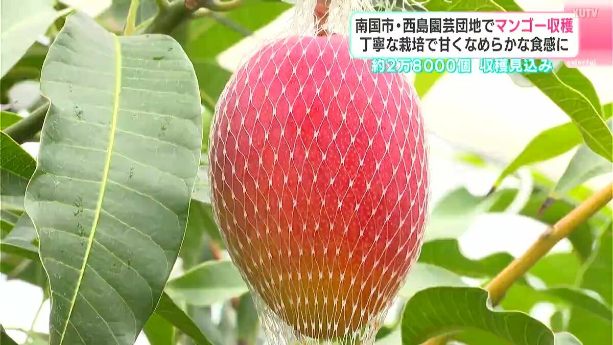 去年より２０００個増の２.８万個！南国市・西島園芸団地で“濃厚な甘み”の「アップルマンゴー」収穫本番【高知】