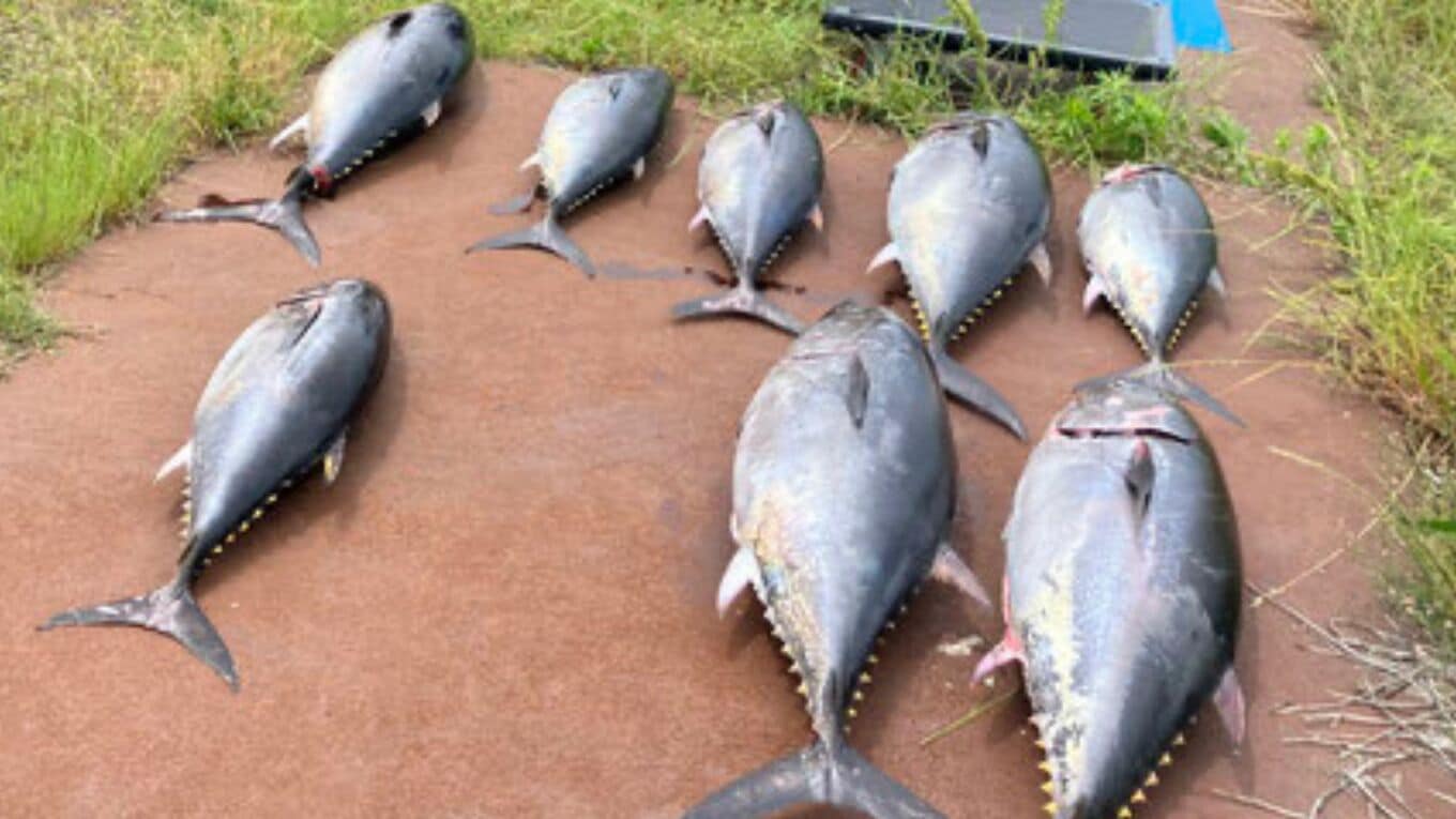 クロマグロ遊漁禁止中に富山湾で8匹捕獲 男女4人で釣り上げ 中には30キロ未満の小型魚も… | TBS NEWS DIG