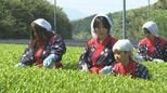 八十八夜の5月2日　新茶の初摘会　島根県出雲市で一番茶の収穫始まる|TBS NEWS DIG