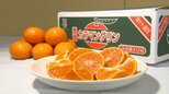 ｢春みかん｣カラマンダリン選果始まる 猛暑耐え例年以上の高糖度【愛媛･松山市】　|　愛媛のニュース - Nスタえひめ｜あいテレビは6チャンネル