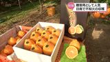 年末年始の贈答用として人気の柑橘「不知火」 日南市で収穫が進む | MRTニュース | MRT宮崎放送