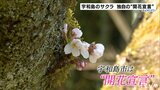宇和島市のサクラ独自の“開花宣言” ( 愛媛) | 愛媛のニュース - Nスタえひめ|あいテレビは6チャンネル