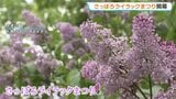 華やかなピンクの花びらと新緑のコントラスト　札幌の初夏の風物詩「ライラックまつり」始まる「きれいな花を自分で咲かせたい」苗木無料配布には長蛇の列　札幌・大通公園　|　北海道のニュース｜HBC北海道放送