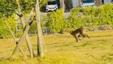 ベビーカー押し叫ぶ母親「逃げて！」サルが我が物顔で走る街「子供を外で遊ばせられない」住宅街で募る不安　|　福岡のニュース｜RKB NEWS｜RKB毎日放送