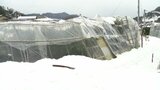 ビニールハウス倒壊やかんきつの枝折れる 寒波で173件の農業施設に被害 県が約5200万円投じ果樹の回復へ費用補助 愛媛県 | 愛媛のニュース - Nスタえひめ|あいテレビは6チャンネル