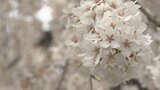 樹齢140年 シダレザクラが満開 滝のように咲きこぼれる 山梨・福寿院 | 山梨のニュース | UTYテレビ山梨