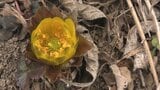 寒さが緩み、大船渡市の寺の境内で春を告げる黄色い花、フクジュソウ咲き始める 満開は2月下旬頃か 岩手 | IBC NEWS | IBC岩手放送