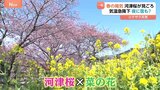 「桜と菜の花のハーモニー」約8000本の河津桜が見ごろに “春の陽気”が一転、関東で雪が降る可能性も|TBS NEWS DIG