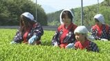 八十八夜の5月2日　新茶の初摘会　島根県出雲市で一番茶の収穫始まる　|　BSSニュース | BSS山陰放送