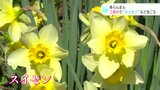 「春らんまん」 高知・三原村でスイセンやシナミザクラなど見ごろ | 高知のニュース・天気|KUTV NEWS | KUTVテレビ高知