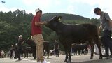 育てた牛の美しさ競う 畜産共進会スタート 初日は「黒毛和種」54頭を審査 岩手・雫石町|TBS NEWS DIG