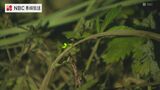 清流で蛍の舞　長崎県佐世保市の清流　　|　長崎のニュース | 天気 | NBC長崎放送