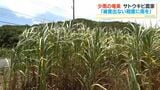 台風が雨を運んでくれば…サトウキビ農家は複雑　奄美の7月雨量は例年の10分の1以下|TBS NEWS DIG