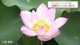 白や淡いピンクの大輪が咲き誇る 三股町の湿田に植えられたハスの花が見ごろに|TBS NEWS DIG