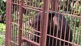 【クマ駆除】養鶏場周辺の箱わなに体長120センチ体重100キロ推定2歳オス 付近の養鶏場ではニワトリやカモが襲われる被害 北海道岩見沢市 | 北海道のニュース|HBC北海道放送