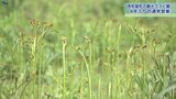とろっとしたブランドワラビを収穫体験 岩手・西和賀町の“ワラビ園”が4年ぶり通常営業|TBS NEWS DIG