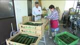 「どんな料理にも合う」東北有数のズッキーニの産地で収穫最盛期　宮城・栗原市　|　宮城のニュース│tbc NEWS│tbc東北放送