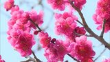 「北限の梅林」にも早い春　香り漂う春の景色につられ花見楽しむ姿も|TBS NEWS DIG