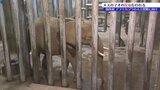 アフリカゾウ・マオが人工授精に向けて採血|TBS NEWS DIG
