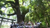 「もっともっと長生きして守ってください！」ご神木の『オオクス』が高知市の“天然記念物”に！園児も祝福|TBS NEWS DIG