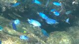 「漁師も鮮魚店も知らないような魚が…」伊豆の海に異変のナゼ 夏の水温観測史上最高でキハダマグロが定置網にかかり 沖縄を代表する魚も“定住”【現場から、】 | 静岡のニュース | SBSNEWS | 静岡放送