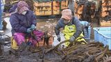 答志島で養殖ワカメの刈り取りが最盛期 根や茎を取り除いて保存用の「塩蔵わかめ」に 三重・鳥羽市|TBS NEWS DIG