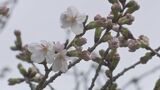 【速報】東京の桜開花発表 平年より5日早い 靖国神社で61輪の開花確認 気象庁|TBS NEWS DIG