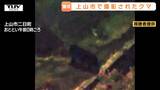 【動画】黒い塊が動き川の中へ...夜中の住宅地にクマ出現　県内でクマ目撃相次ぐ　県はクマ出没警報発令中（山形）　|　山形のニュース│TUYテレビユー山形