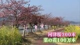 300本の河津桜に100万本の菜の花が見ごろに　延岡市の五ヶ瀬川沿い「コノハナロード」　|　MRTニュース ｜ ＭＲＴ宮崎放送