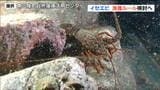 伊勢エビ漁獲量が2024年の10倍！前例のない豊漁に沸く 宮城・南三陸町|TBS NEWS DIG