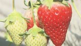 まもなく立春 イチゴ狩りが始まる 楽しみ方や収穫のポイントは 大分 | 大分のニュース|OBS NEWS|大分放送