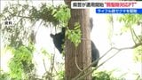 「ライフル銃を使った駆除が可能に」新潟県警がクマ駆除対応プロジェクトチーム運用開始 | 新潟のニュース・天気|BSN NEWS|BSN新潟放送
