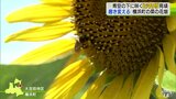 青空の下に咲き誇る3万本のヒマワリ・菜の花の黄色いじゅんたんから趣き変える|TBS NEWS DIG