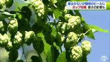 「体力的にも大変」ホップの収穫さかん　暑さの影響　収量は半減見込みも「みなさん期待のビールできる」青森県田子町|TBS NEWS DIG