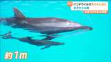 体長は1m バンドウイルカの赤ちゃん誕生 仙台うみの杜水族館では初めて 6月6日から一般公開 | 宮城のニュース│tbc NEWS│tbc東北放送