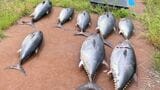 クロマグロ遊漁禁止中に富山湾で8匹捕獲 男女4人で釣り上げ 中には30キロ未満の小型魚も… | 富山のニュース|天気・防災|チューリップテレビ