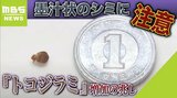 墨汁状のシミ見つけたら注意!それは『トコジラミ』の痕跡かも…チェックすべき「ベッド・カーテン・ソファー」どこにいる?見つけたら駆除はどうすれば?|TBS NEWS DIG