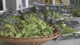 「塩ゆでが一番おいしい」 “岐阜えだまめ”初出荷 大粒の実と甘さが特長 出荷ピークは6月中旬 | 名古屋・愛知・岐阜・三重のニュース【CBC news】 | CBC web
