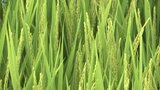 岩手県北地域での生産に適した新たなブランド米、白銀のひかりの生産技術向上に向け視察研修 岩手町|TBS NEWS DIG