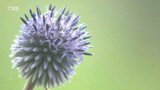 高原に秋の訪れ「ヒゴタイ」が見ごろ 瑠璃色で丸い花の魅力 大分 | 大分のニュース|OBS NEWS|大分放送
