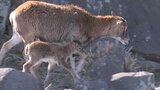 アフリカンサファリでベビーラッシュ かわいらしいムフロンの赤ちゃん24頭誕生 大分 | 大分のニュース|OBS NEWS|大分放送