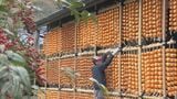 まるでカーテン…特産「伊自良大実柿」の干し柿づくり最盛期 チーズを挟んで食べても美味しい 岐阜・山県市 | 名古屋・愛知・岐阜・三重のニュース【CBC news】 | CBC web