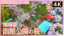 【4K】地元市民に愛される函館公園の桜【JNN sakuraドローンDIG 2024】|TBS NEWS DIG