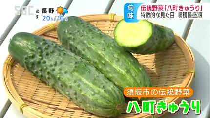 生産者激減で保存活動も ずんぐりと太くてみずみずしさが特徴 須坂市の