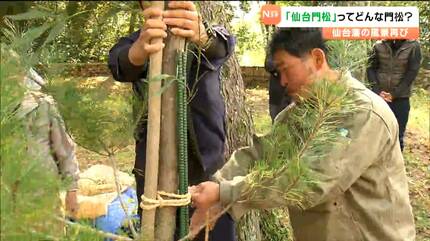 一般的な“門松”とはどう違う？「仙台門松」講習会を青葉神社で開催