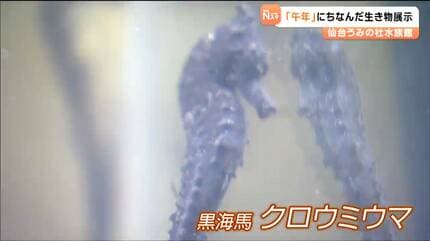 仙台うみの杜水族館で2026年の干支にちなんだ特別展示中「ウマヅラハギ